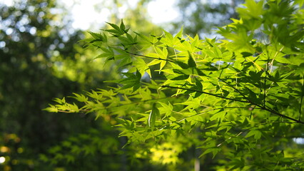Green maple leaves stock photo background dark sunlight 