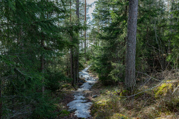 Landscape. Spring forest. A forest path. Most of the snow has already melted