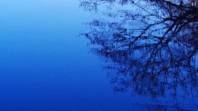 青空を反射する揺らめく水面に映る葉の無い木。