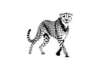 gepard vector © richard