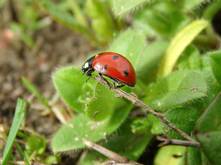 Obraz premium Ladybug during spring in Romania