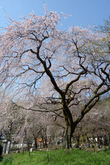 Obraz premium 春の岩屋寺 枝垂れ桜 京都市山科区西野山