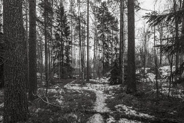 Landscape. Spring forest in Finland. Most of the snow has already melted