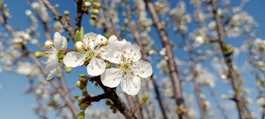 beautiful spring flowers on blue background