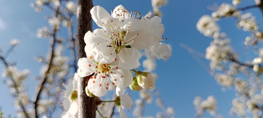 beautiful spring flowers on blue background