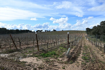 Spectacular landscape with vineyards