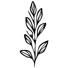 Hand drawn leaves line linear black Strock Symbol visual illustration Plant nature hand drawn set. Collection botanical element Elegante vintage style