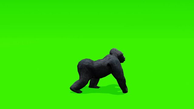 Looping footage: Agile gorilla in motion, sprinting against a vibrant green screen background, enhancing your visuals with its majestic movement.