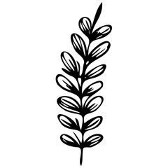 Fototapeta na wymiar Hand drawn leaves line linear black Strock Symbol visual illustration Plant nature hand drawn set. Collection botanical element. Elegante vintage style