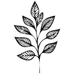 Hand drawn leaves line linear black Strock Symbol visual illustration Plant nature hand drawn set. Collection botanical element. Elegante vintage style