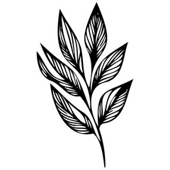 Hand drawn leaves line linear black strock Symbol visual illustration branch and leaves collection. Floral hand drawn vintage set. Sketch line art illustration. Element design