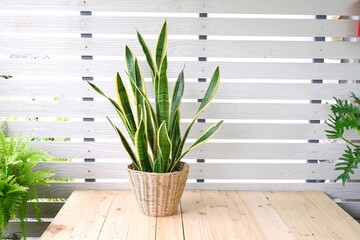 snake plant on brown wicker basket on white background