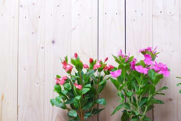 Catharanthus pink flowers on brown wood background