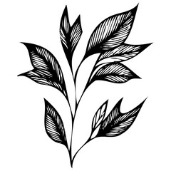 Hand drawn leaves line linear black strock Symbol visual illustration