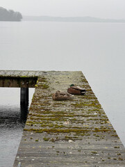 Am Plöner See - zwei Enten haben es sich schlafend auf einem Bootssteg bequem gemacht