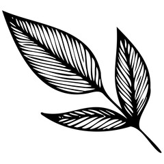 Hand drawn leaves line linear black strock Symbol visual illustration