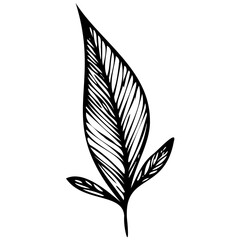 Hand drawn leaves Symbol visual illustration Tropical Leaves in doodle style. Vector hand drawn black line design elements. Exotic summer botanical illustrations. Monstera leaves, palm, banana leaf