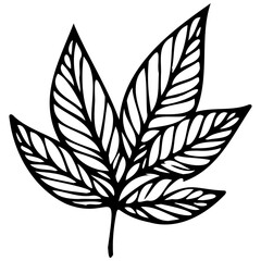 Hand drawn leaves Symbol visual illustration Tropical Leaves in doodle style. Vector hand drawn black line design elements. Exotic summer botanical illustrations. Monstera leaves, palm, banana leaf