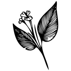 Hand drawn leaves Symbol visual illustration Tropical Leaves in doodle style. Vector hand drawn black line design elements. Exotic summer botanical illustrations. Monstera leaves, palm, banana leaf