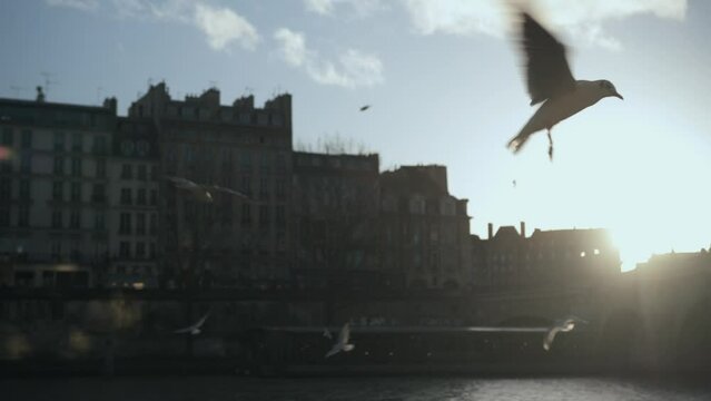 Slow motion seagulls and pigeons flying near the Seine river , sunny backlight