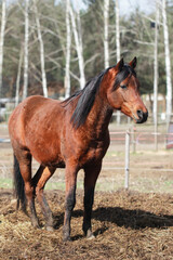Fototapeta premium Brown horse on a field. Portrait of an animal. Horse with black mane. Shallow depth of field. Horse standing straight. Birch forest in the background. Natural big area environment for animals to live.