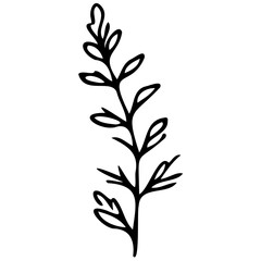 Hand drawn leaves line linear Symbol visual illustration Tropical Leaves in doodle style. Vector hand drawn black line design elements. Exotic summer botanical illustrations. Monstera leaves, palm, 