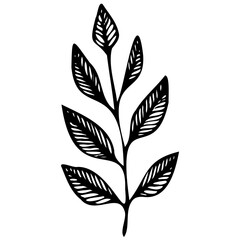 Hand drawn leaves line linear black strock Symbol visual illustration Hand drawn leaves line linear black Strock Symbol visual illustration hand drawn curly grass and on white background