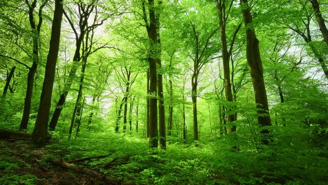 Gorgeous beech forest in beautiful lighting conditions, woodlands nature footage with fresh green foliage in spring
