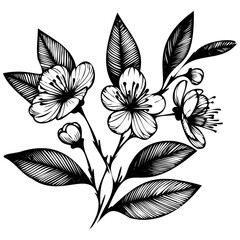 Hand drawn leaves line linear black strock Symbol visual illustration Hand drawn leaves line linear black Strock Symbol visual illustration hand drawn curly grass and on white background