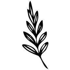 Hand drawn leaves line linear black strock Symbol visual illustration Hand drawn leaves line linear black Strock Symbol visual illustration hand drawn curly grass and on white background