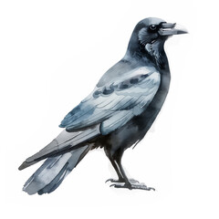 Fototapeta premium カラスのイラスト
