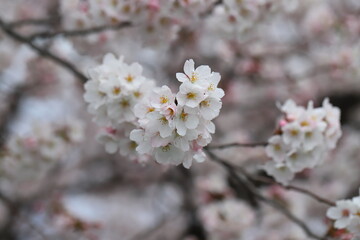 春の公園に咲く薄桃色のソメイヨシノの桜の花