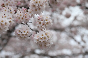 春の公園に咲く薄桃色のソメイヨシノの桜の花