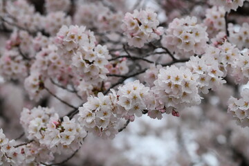 春の公園に咲く薄桃色のソメイヨシノの桜の花