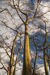 Exotic trees on blue sky background. Grove of ceiba Speciosa, or silk floss tree - 773966045