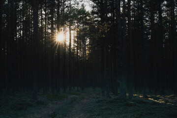 Nature of Estonia, Baltic states. Pine forest early in the morning in spring. - obrazy, fototapety, plakaty