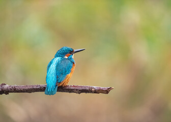 Martin-pêcheur ( IA bruit )