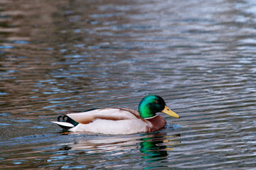 Male mallard duck on the shore of the pond.