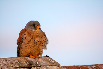 Male lesser kestrel perched on a roof.