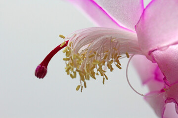 gros plan sur la fleur du Schlumbergera - 773968449