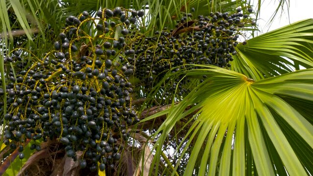 Close up of oval shape dark blue fruits on tree called livistona chinensis. Chinese fan palm with berry fruit sways on wind, closeup. Fruits of a palm tree, specie Livistona benthamii, bottoml view.