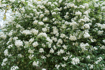 Pure white rosa banksiae blooms in Springtime. The flower is of delicate beauty with pleasant fragrance.