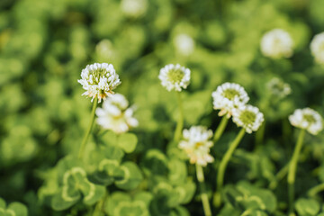 White clover meadow flowering plant (Trifolium repens) in summer, macro photography, selective...