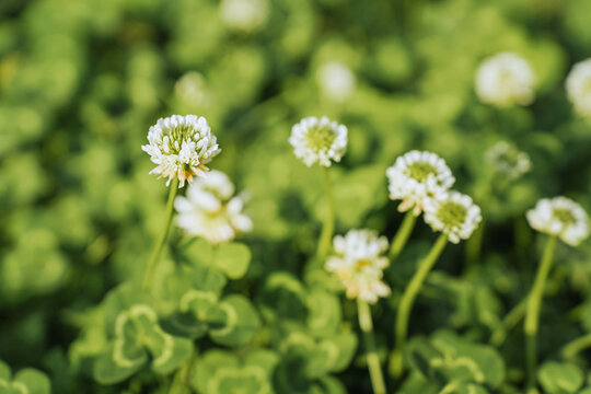 White clover meadow flowering plant (Trifolium repens) in summer, macro photography, selective focus..