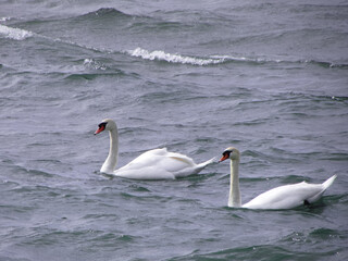 two swans on the lake
