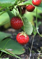 Garden strawberry. Ripe red berries on a bush in the garden. Summer. Harvest. Gardening. Eco product. 
 Organic.