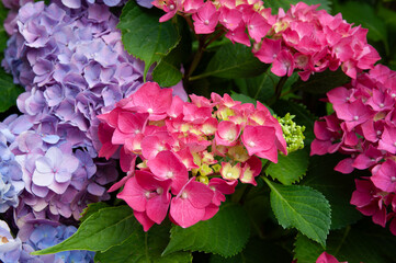 Magnifiques hortensias dans le Trégor - Bretagne France