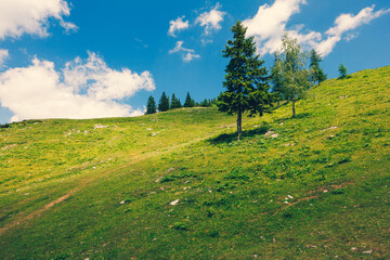 Alpine Meadows, Mountain Valley with Trees, Green Grass and Blue Sky with Clouds. Velika Planina, Slovenia - 773971893