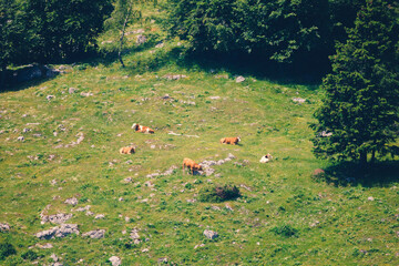 Cows on the Grass of the Meadow of the Big Pasture Plateau Velika Planina  in Savinja Alps, Slovenia - 773972059