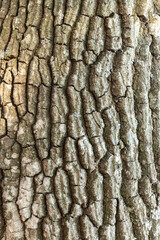 the grainy, deeply grooved texture of the bark surrounding the oak trunk
